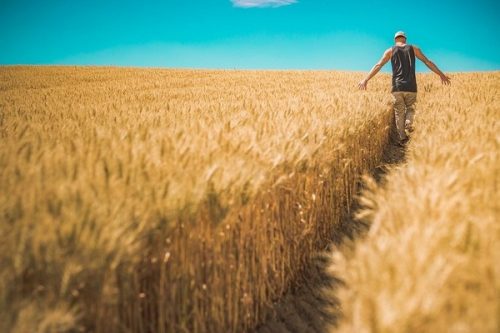 Что нужно знать о зерне элеваторщику