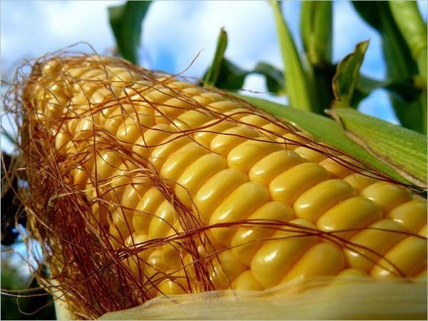 Кукуруза — правильный сбор, обработка и хранение культуры