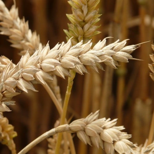 Калибровка пшеницы