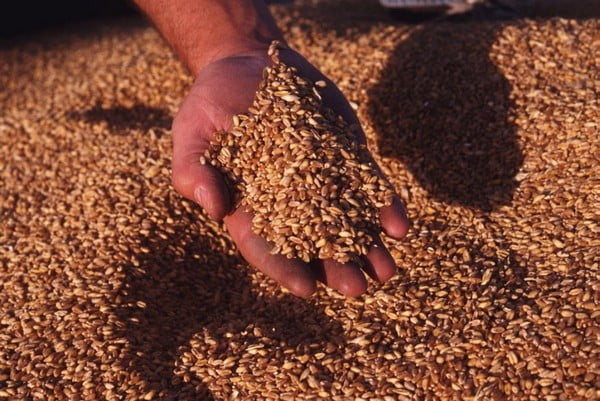 Послеуборочная обработка зерновых культур